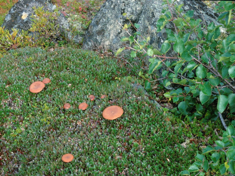 Specie interessanti dalla LAPPONIA due
